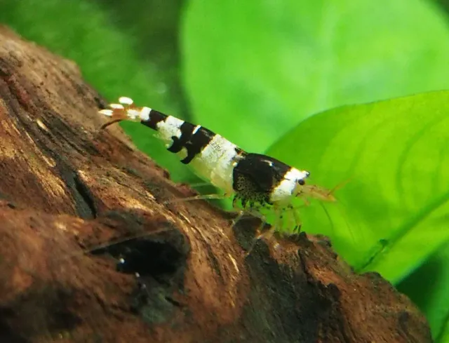 Näsets Ciklidhobby Caridina black crystal räka fredlig