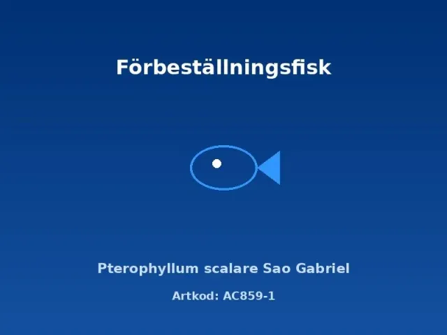 Näsets Ciklidhobby scalare Sao Gabriel fisk 3–3,5 cm