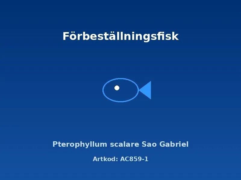 Näsets Ciklidhobby scalare Sao Gabriel fisk 3–3,5 cm
