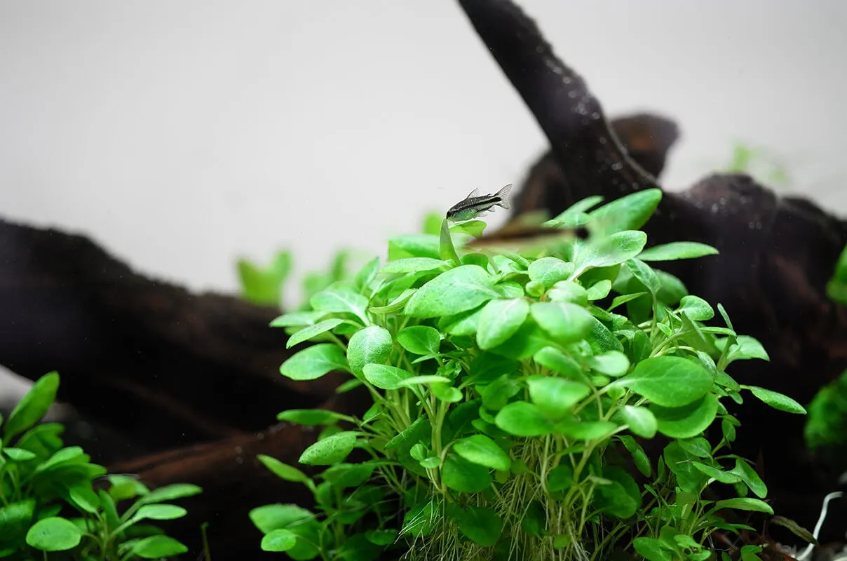 Akvarievalvet Lobelia cardinalis Mini akvarieväxt