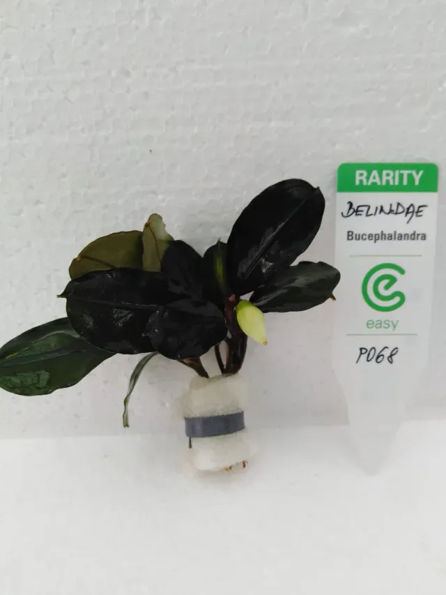 Näsets Ciklidhobby Bucephalandra belindae växt Easy8