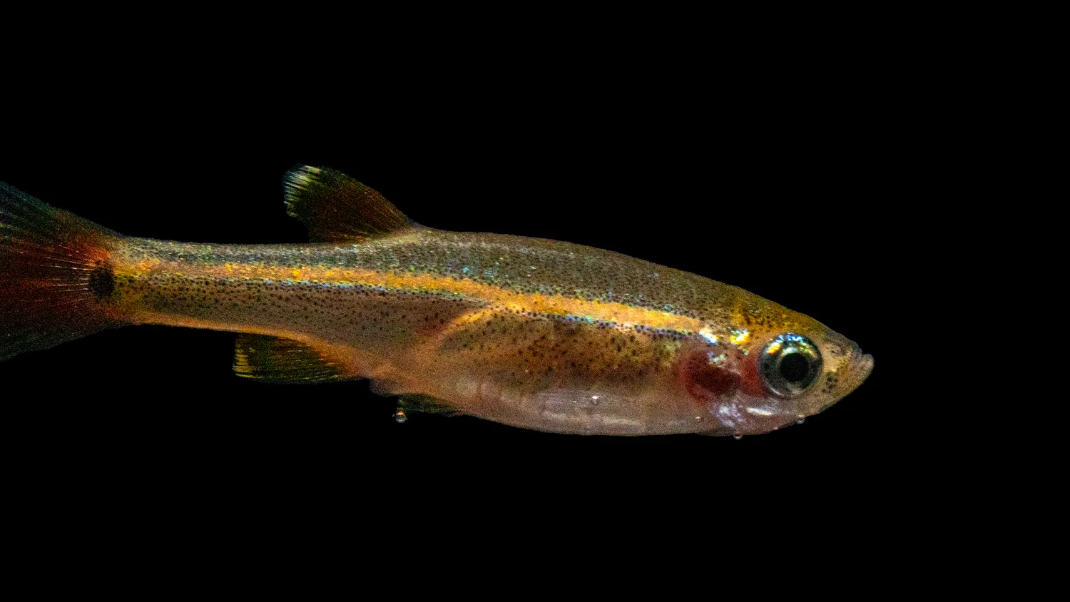 Garnelen TV Tanichthys albonubes akvariefisk kardinal