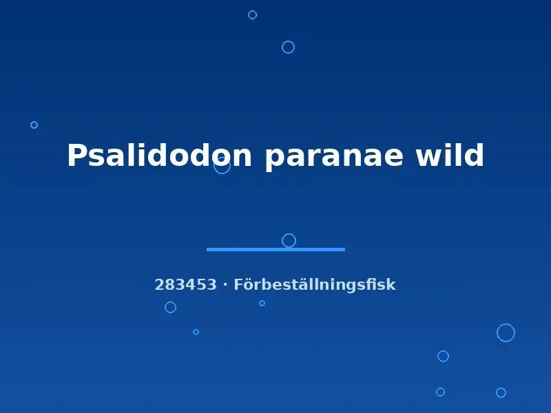 Näsets Ciklidhobby Psalidodon paranae wild tetra 3-6cm