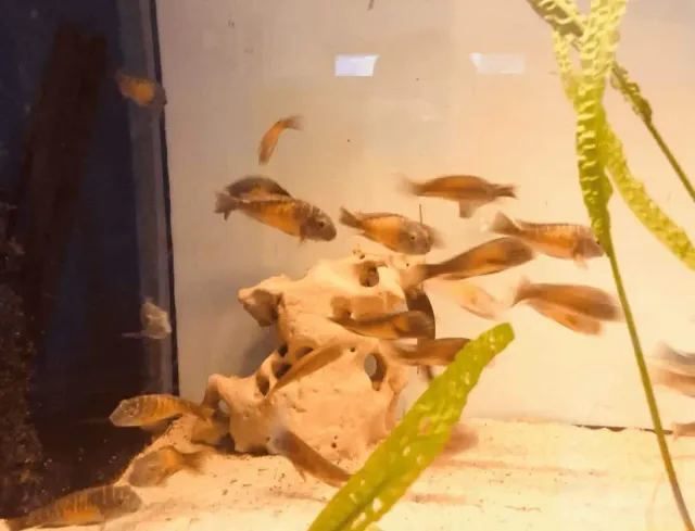 Näsets Ciklidhobby Tropheus kasakalawe-VF ciklid vildfångad