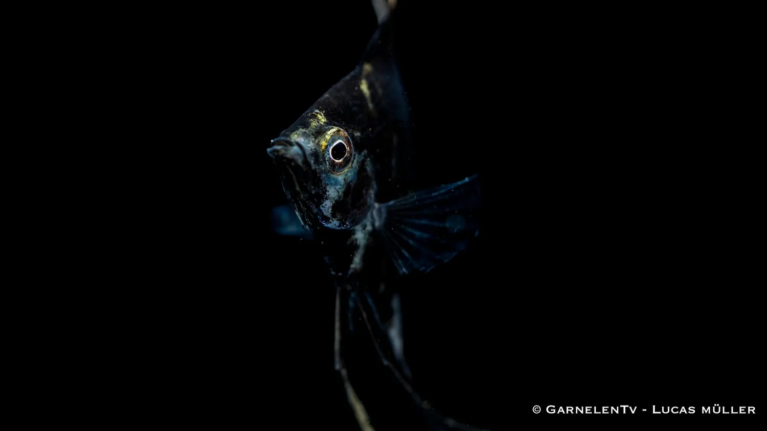 Garnelen TV marmor skalar Pterophyllum scalare ciklid
