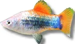 Näsets Ciklidhobby Xiphophorus maculatus red tuxedo platy 2–2,5 cm