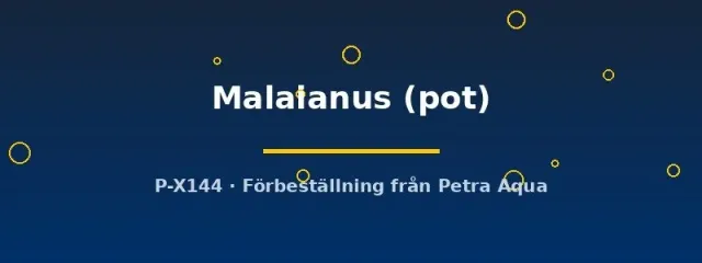 Näsets Ciklidhobby Potamogeton Malaianus kruka bakgrundsväxt