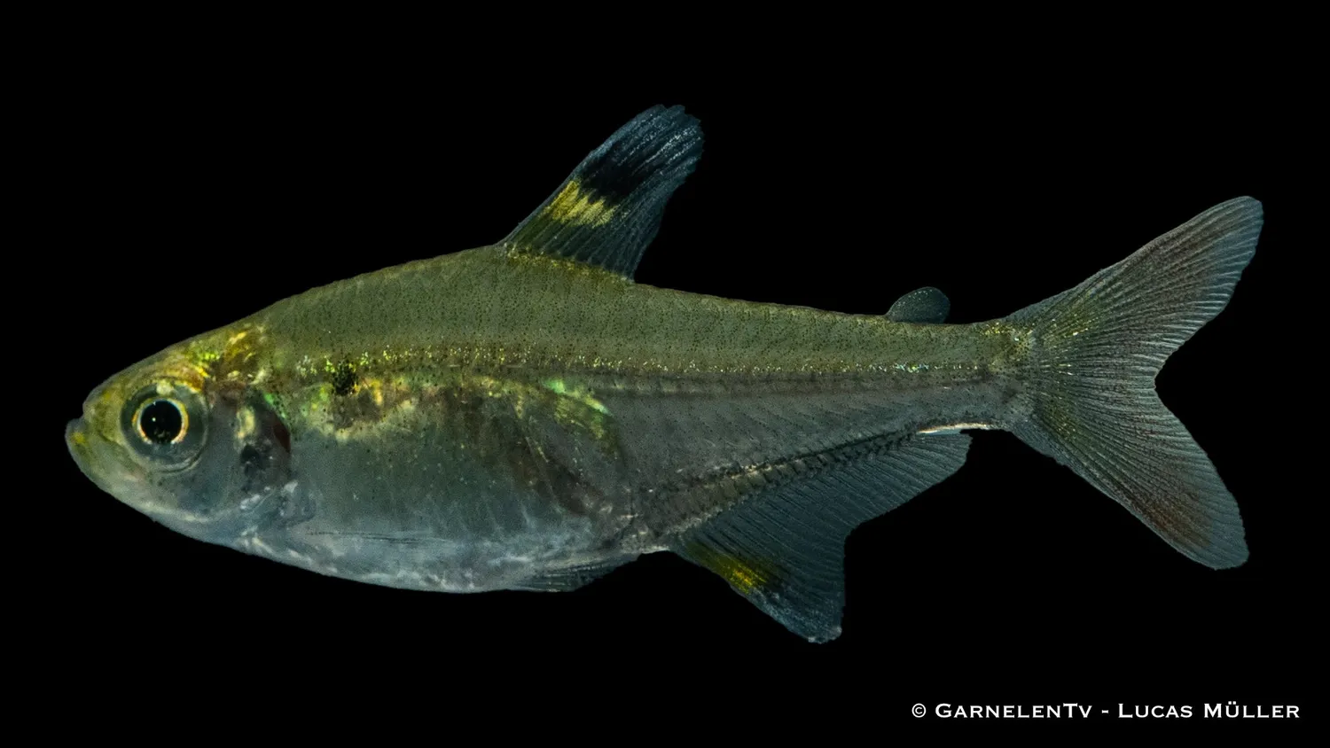 Garnelen TV Sternflecksalmler stimfisk Pristella maxillaris