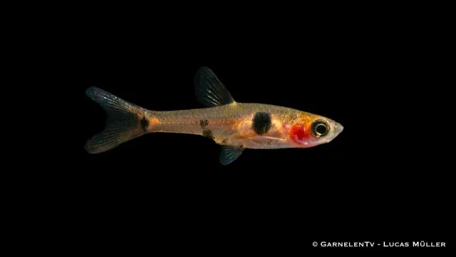 Garnelen TV dvärgrasbora Boraras maculatus