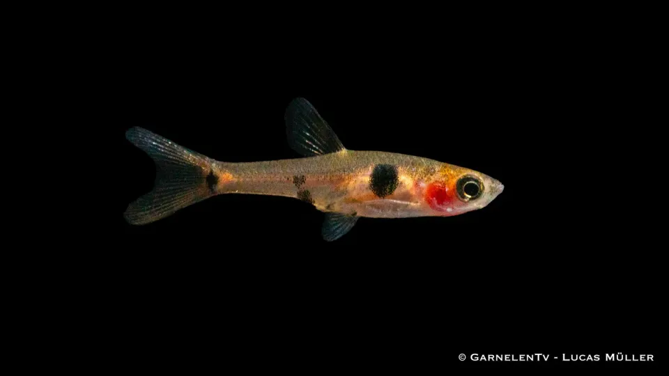 Garnelen TV dvärgrasbora Boraras maculatus