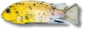 Näsets Pseudotropheus tropheops malawiciklid 7–9 cm