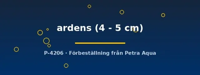 Näsets Ciklidhobby Barilius ardens akvariefisk 4–5 cm stimfisk