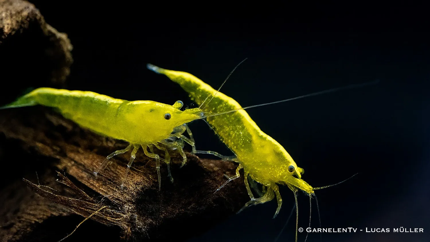 Garnelen TV Yellow Fire Neocaridina akvarieräka gul