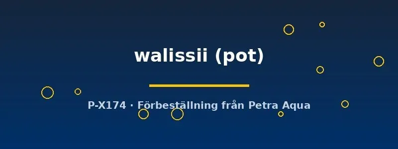 Näsets Ciklidhobby Spatiphyllum wallisii akvarieväxt pot