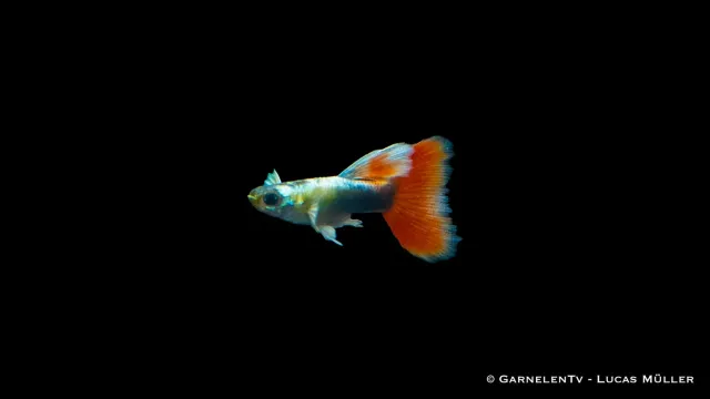 Garnelen TV Santa Claus Poecilia reticulata guppy hane