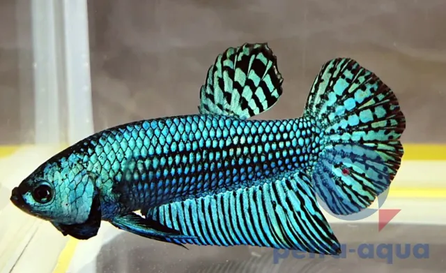 Näsets Ciklidhobby Alien green kampfisk hane L