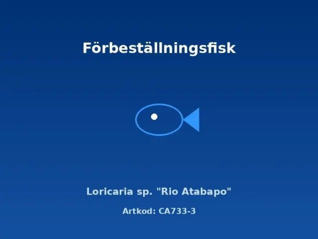 Näsets Ciklidhobby Loricaria Rio Atabapo mal 6–7 cm smal