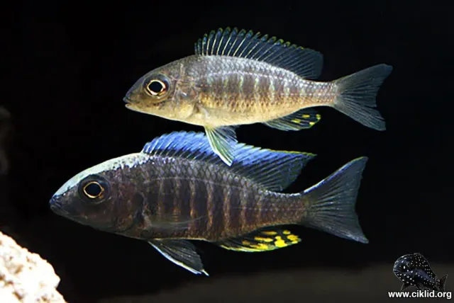 Näsets Ciklidhobby Aulonocara kandeensis ciklid 5–6 cm blå