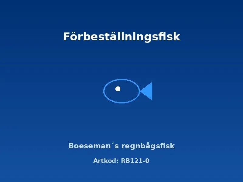 Boesemans regnbågsfisk 3,5–4 cm Melanotaenia boesemani