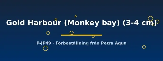 Lethrinops Gold Harbour ciklid 3–4 cm Monkey Bay