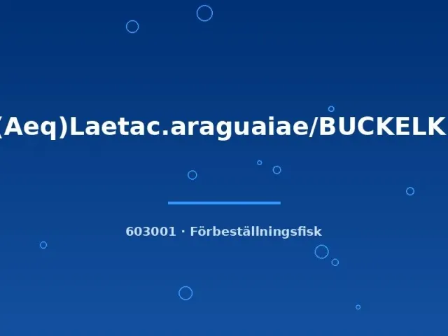 Näsets Ciklidhobby Laetacara araguaiae ciklid 3–4 cm buckelkopf