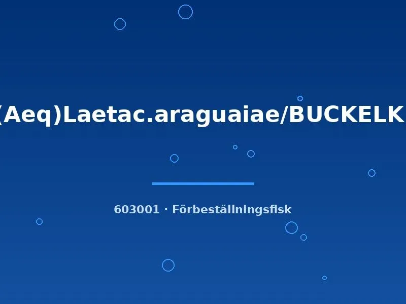 Näsets Ciklidhobby Laetacara araguaiae ciklid 3–4 cm buckelkopf