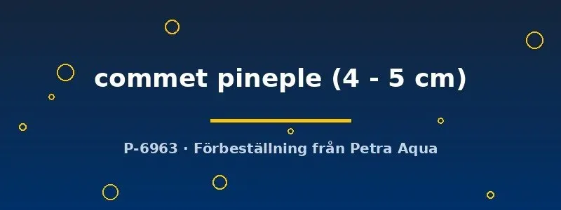 Näsets Comet Pineapple svärdfisk akvariefisk 4–5 cm gul