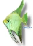 Pterophyllum scalare blue red cheek skalar 1,5–2 cm