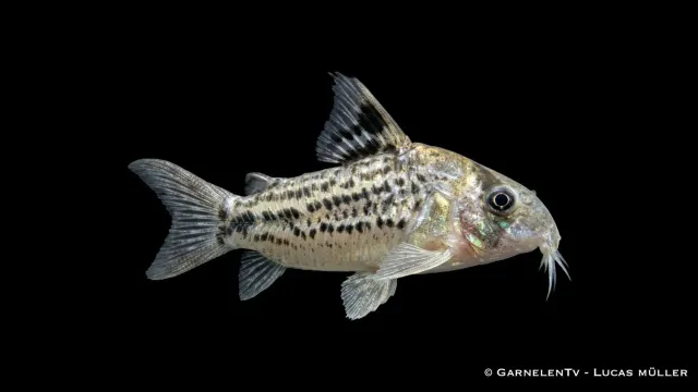 Garnelen TV Hoplisoma spec C3 pansarmal XL fredlig