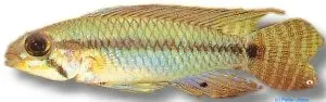 Näsets Ciklidhobby yellow dvärgciklid 2–2,5 cm