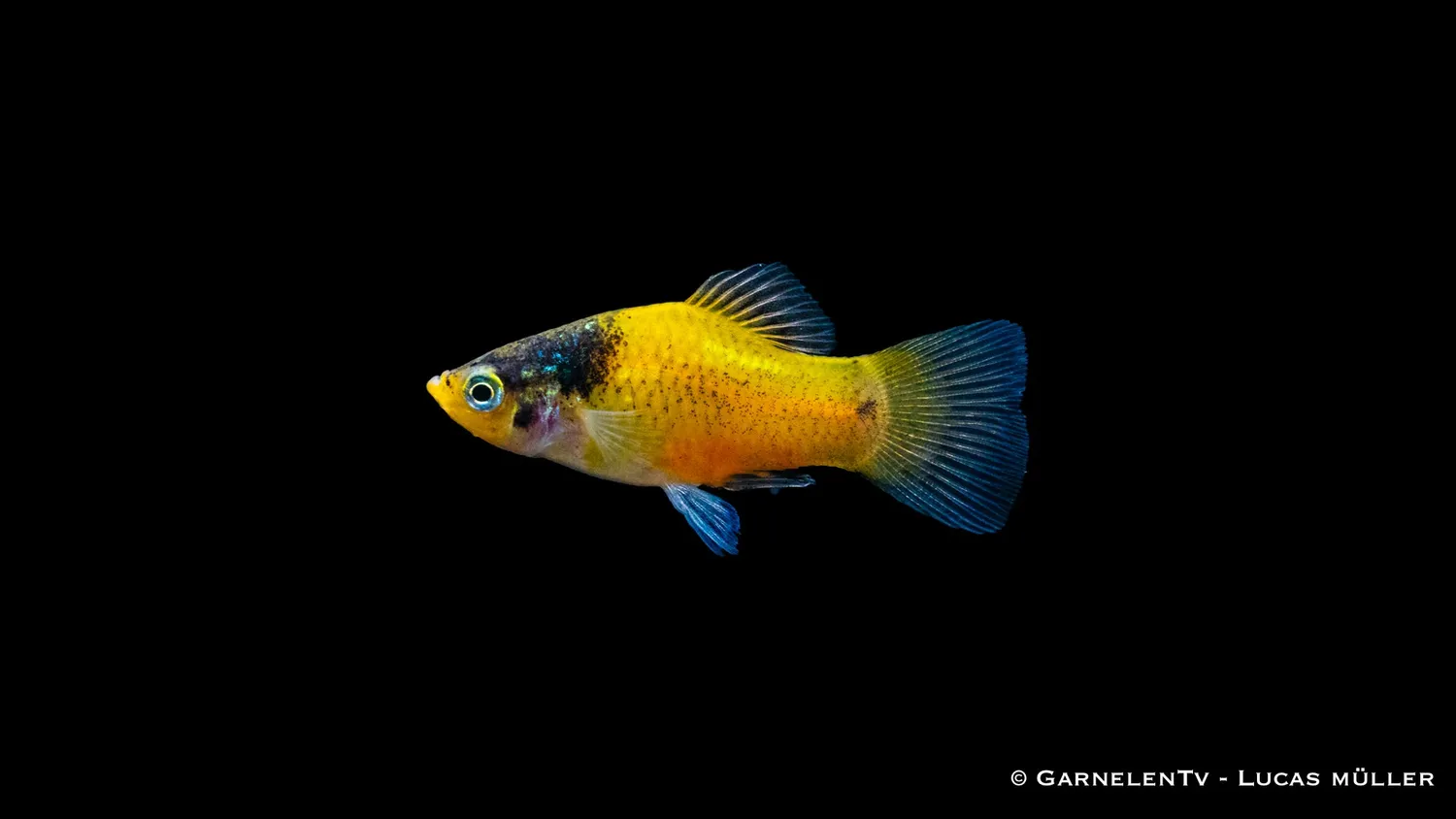Garnelen TV Hummel Xiphophorus maculatus platy fläckig