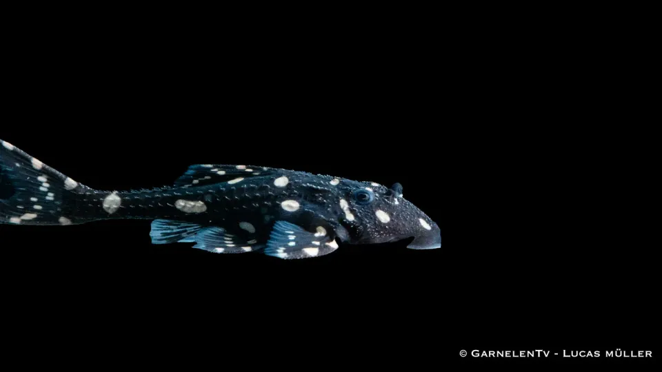 Garnelen TV Elfenwels Acanthicus adonis akvariefisk bottenlevande