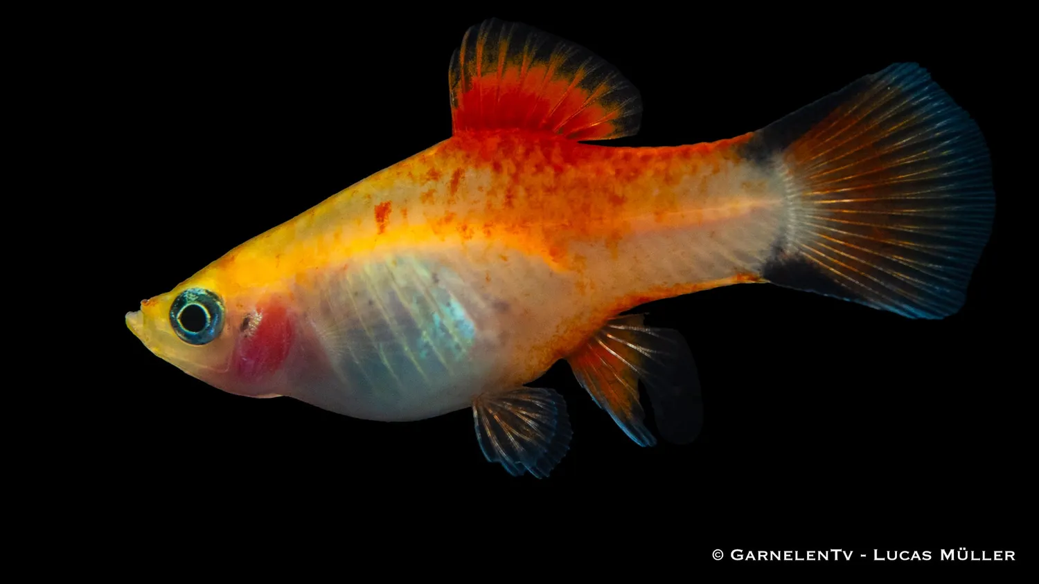 Garnelen TV Xiphophorus maculatus platy ananas