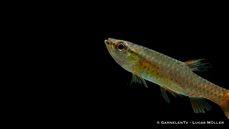 Spritzsalmler Copella arnoldi stänktetra akvariefisk