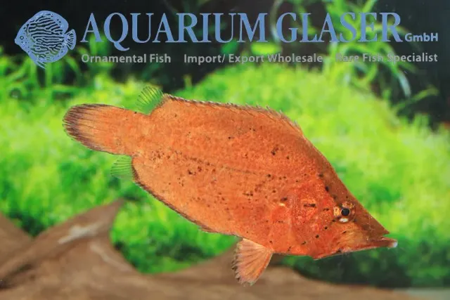 Näsets Ciklidhobby Leaf fish akvariefisk 6–9 cm rovfisk