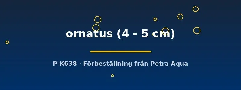 Näsets Pelteobagrus ornatus akvariefisk 4–5 cm mal