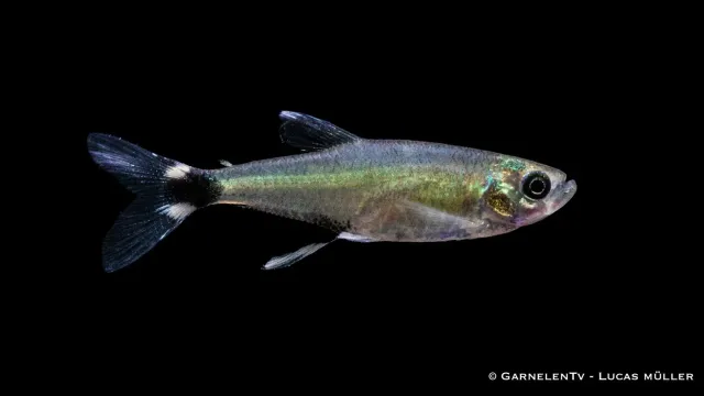 Garnelen TV Ögonfläckstetra Aphyocharax paraguayensis stimfisk