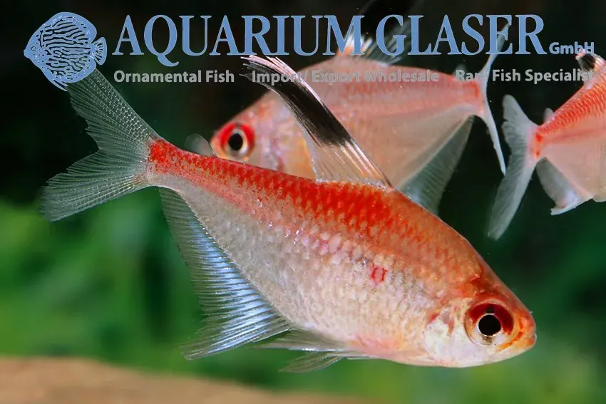 Näsets Ciklidhobby Red back bleeding heart tetra lg–xlg