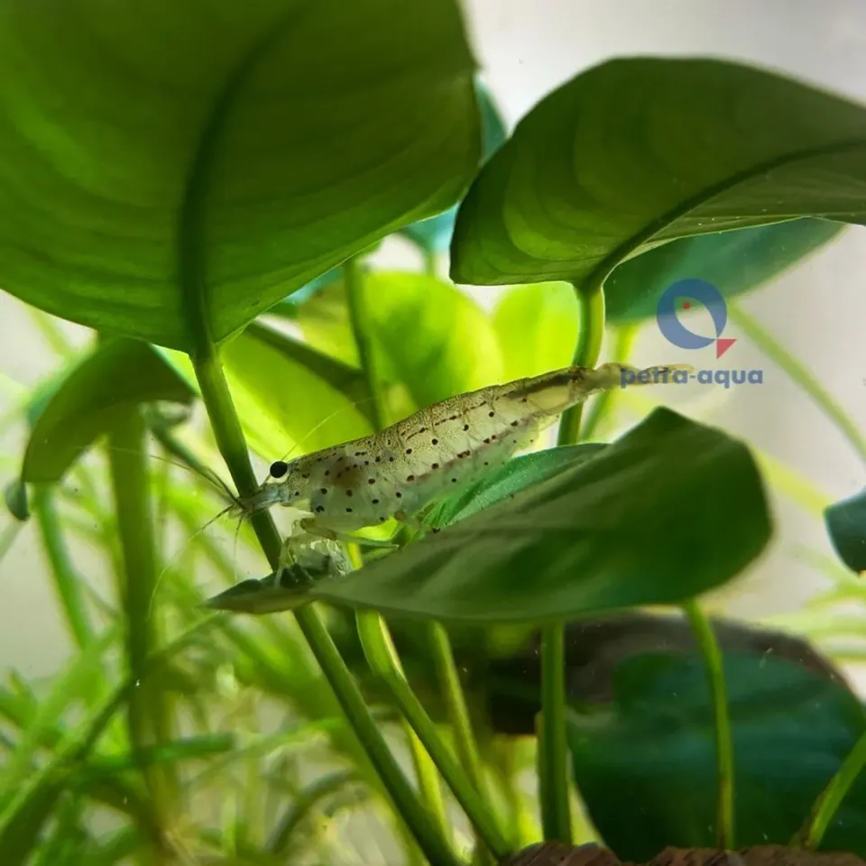 Näsets Ciklidhobby Amano Caridina japonica akvarieräka 1–2 cm