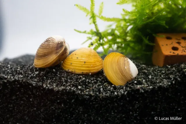 Garnelen TV Corbicula sp korgmussla guld