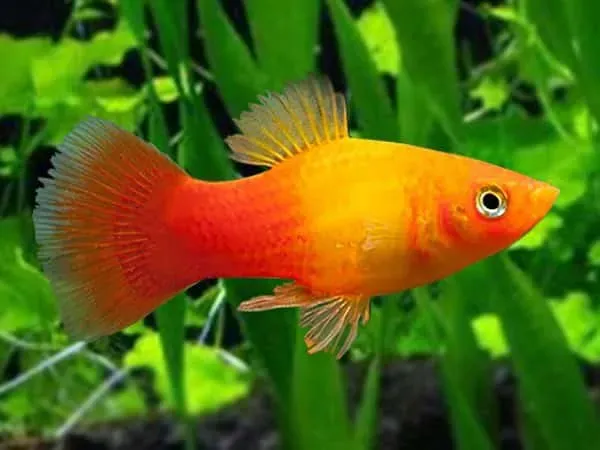 Näsets Ciklidhobby Platy Sun Set fisk 5–6 cm nybörjar