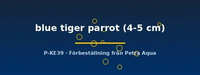 Hybrid blue tiger parrot ciklid 4–5 cm blå