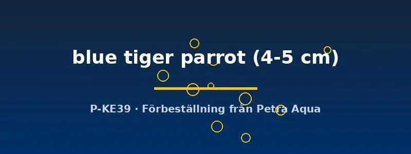 Hybrid blue tiger parrot ciklid 4–5 cm blå