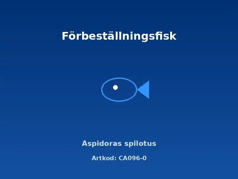 Näsets Ciklidhobby Aspidoras spilotus pansarmal 2–2,5 cm
