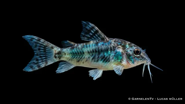 Garnelen TV Corydoras paleatus pansarmal fläckig