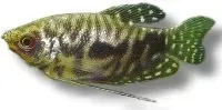 Näsets Ciklidhobby cosby gurami 3–4 cm akvariefisk