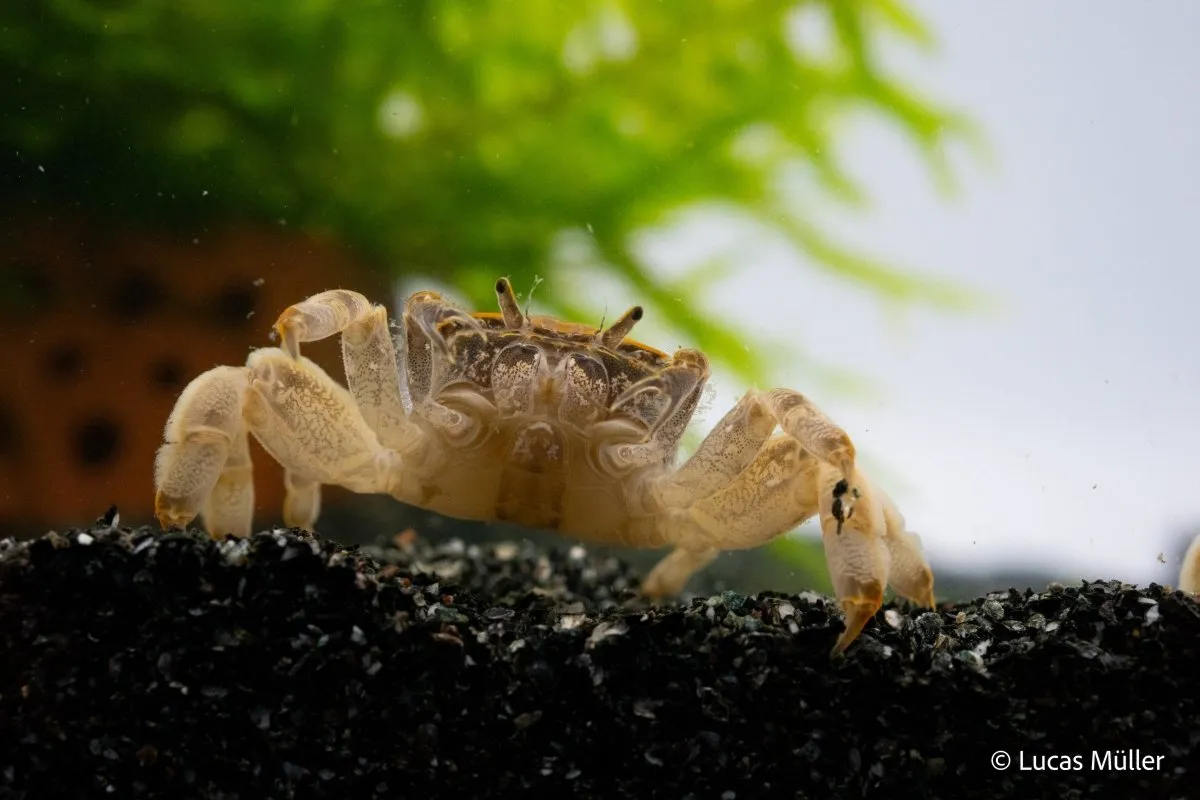 Garnelen TV Potamocypoda pugil akvariekrabba dvärgghost