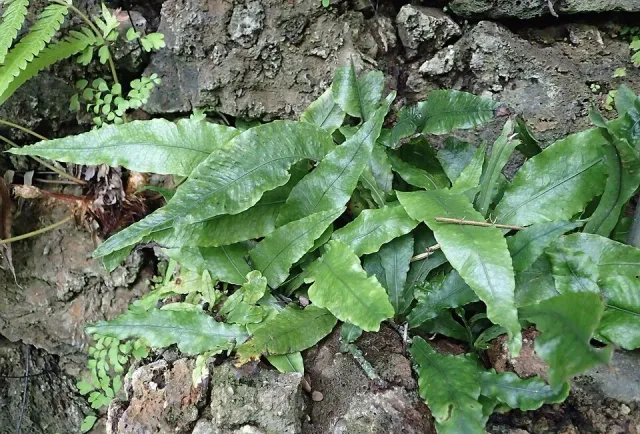 Näsets Microsorum pteropus Petit PE akvarieväxt liten