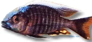 Näsets Ciklidhobby Blue orchid Aulonocara candensis ciklid 5–6 cm