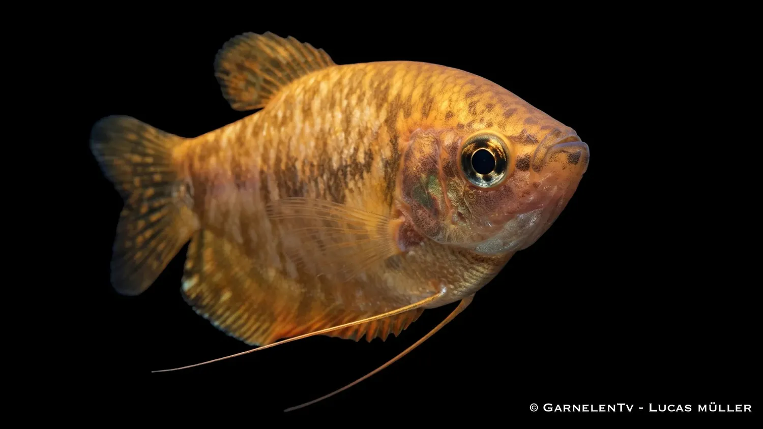 Garnelen TV Trichogaster trichopterus gurami guld orange